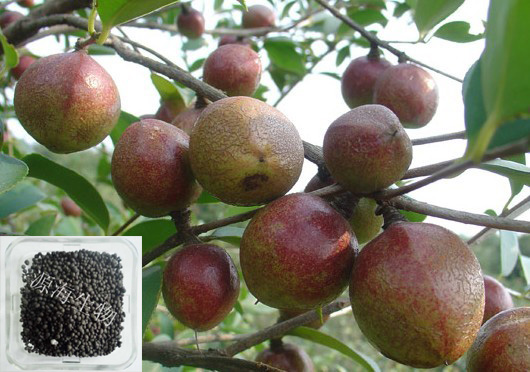 新源素|油茶專用肥|