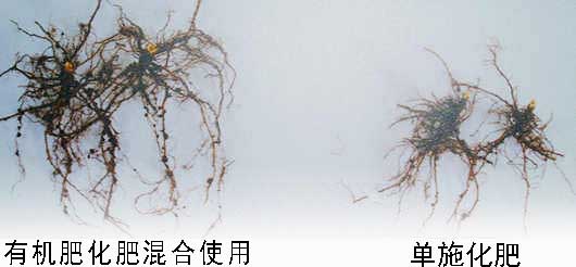 雞糞有機(jī)肥