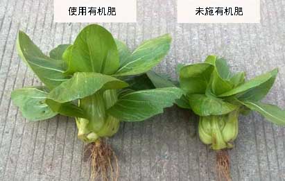 雞糞有機(jī)肥